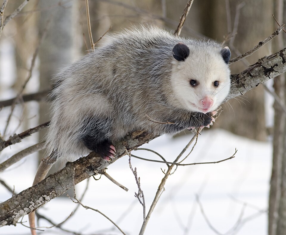 a Virginia opossum